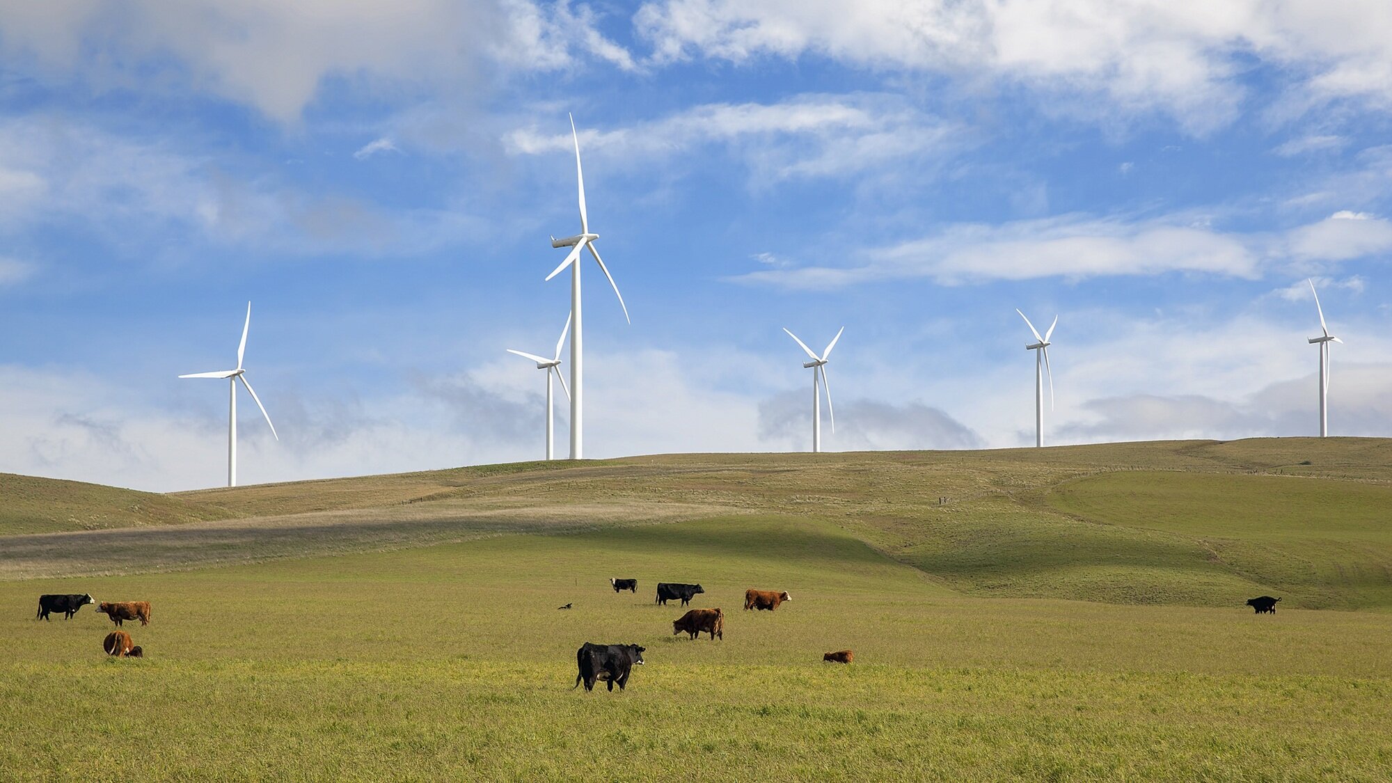 Wind-turbines-cattle-ranch-green-pasture_189766775-2000pxl.jpg