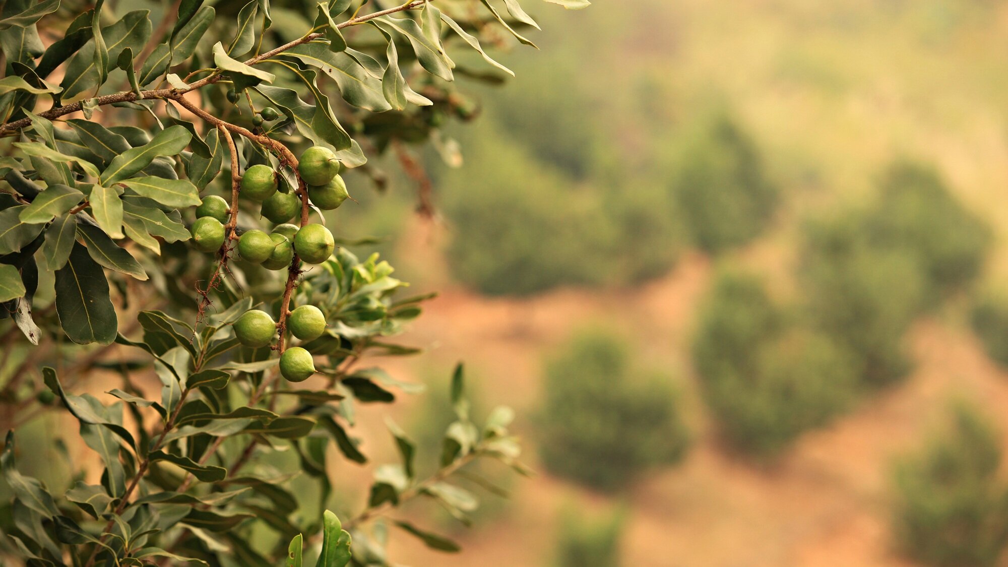 Macadamia-nuts_298754891-2000pxl.jpg