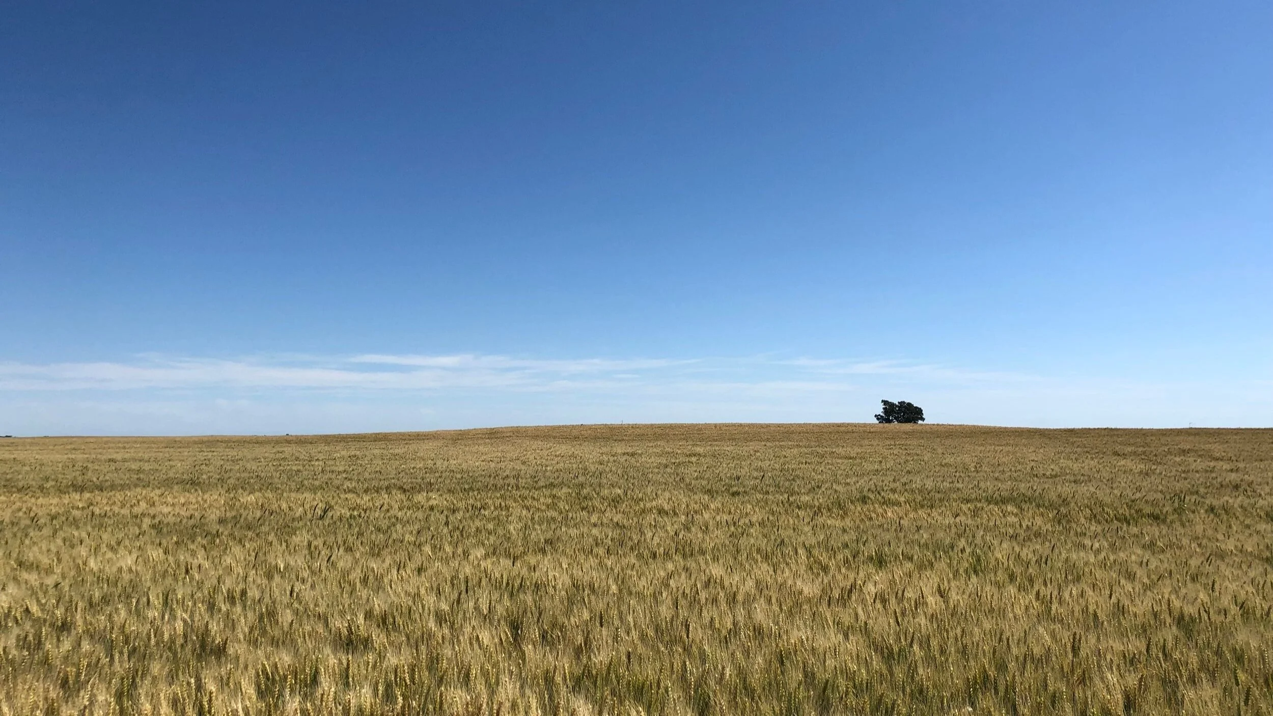 AGRI_Wheat_LasBalas.jpg