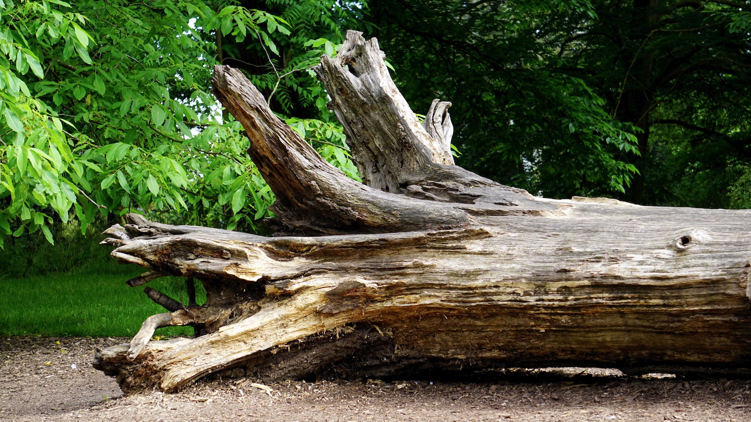 fallen tree.jpg