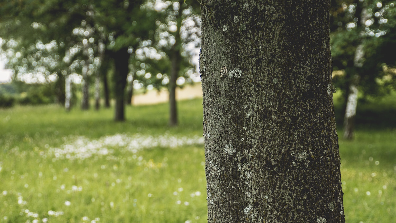 bark-blur-bokeh-518502.jpg