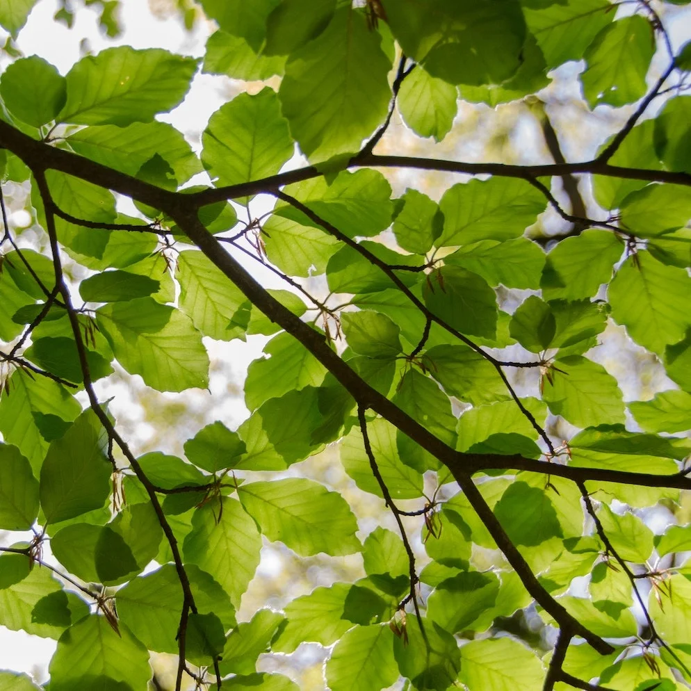 leaves.jpg