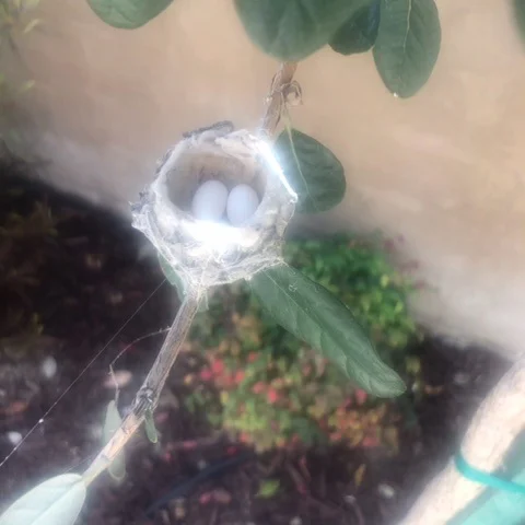 Hummingbird nest
