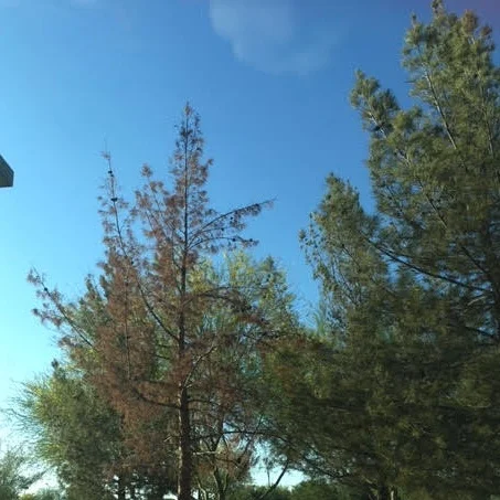 A dead or dying tree is an impending hazard.