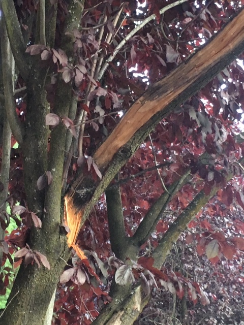 Another angle shows the extent of the damage to this tree which was planted too close to a roadway.
