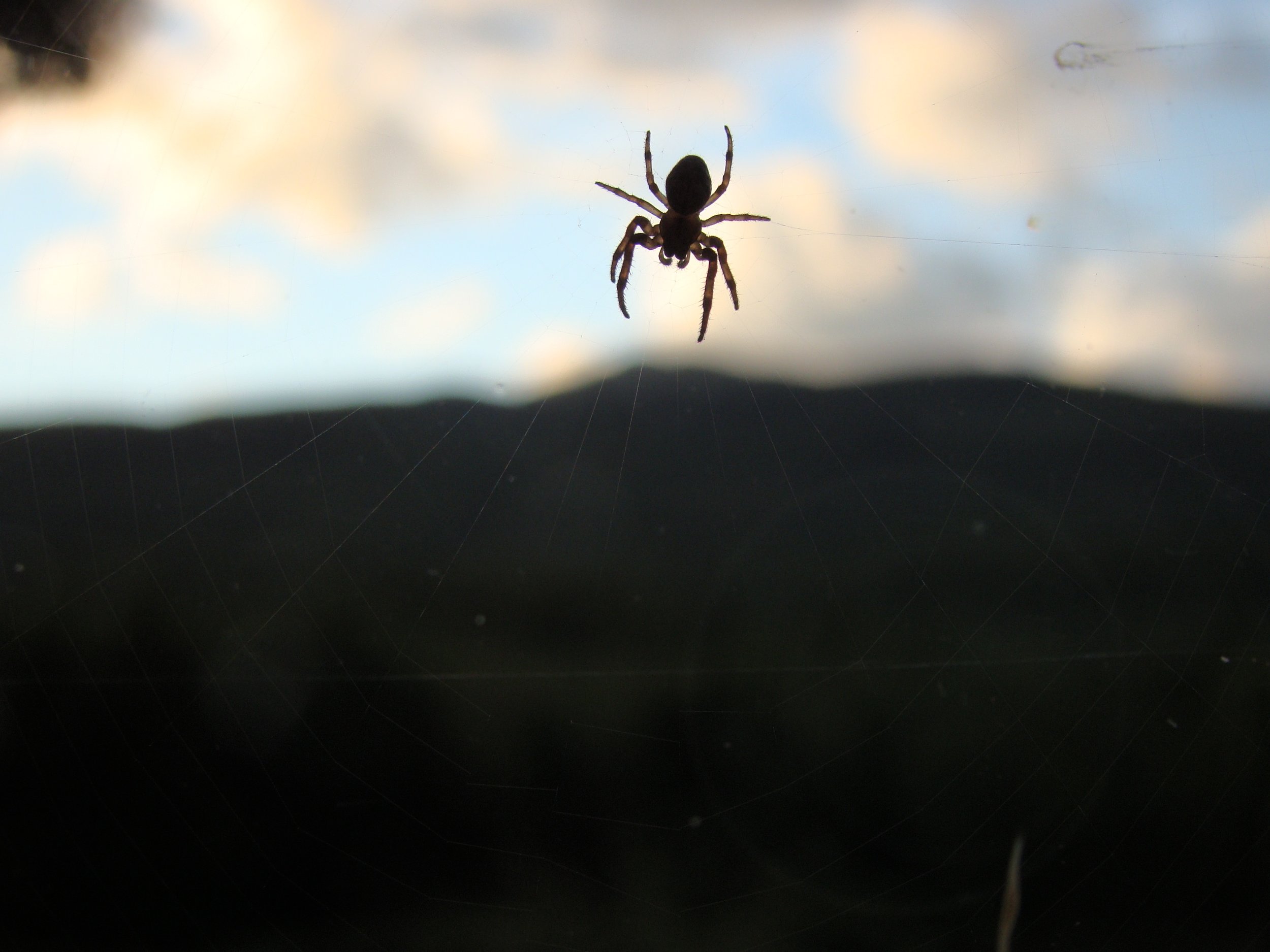 Spider Over the Mountain, 2015