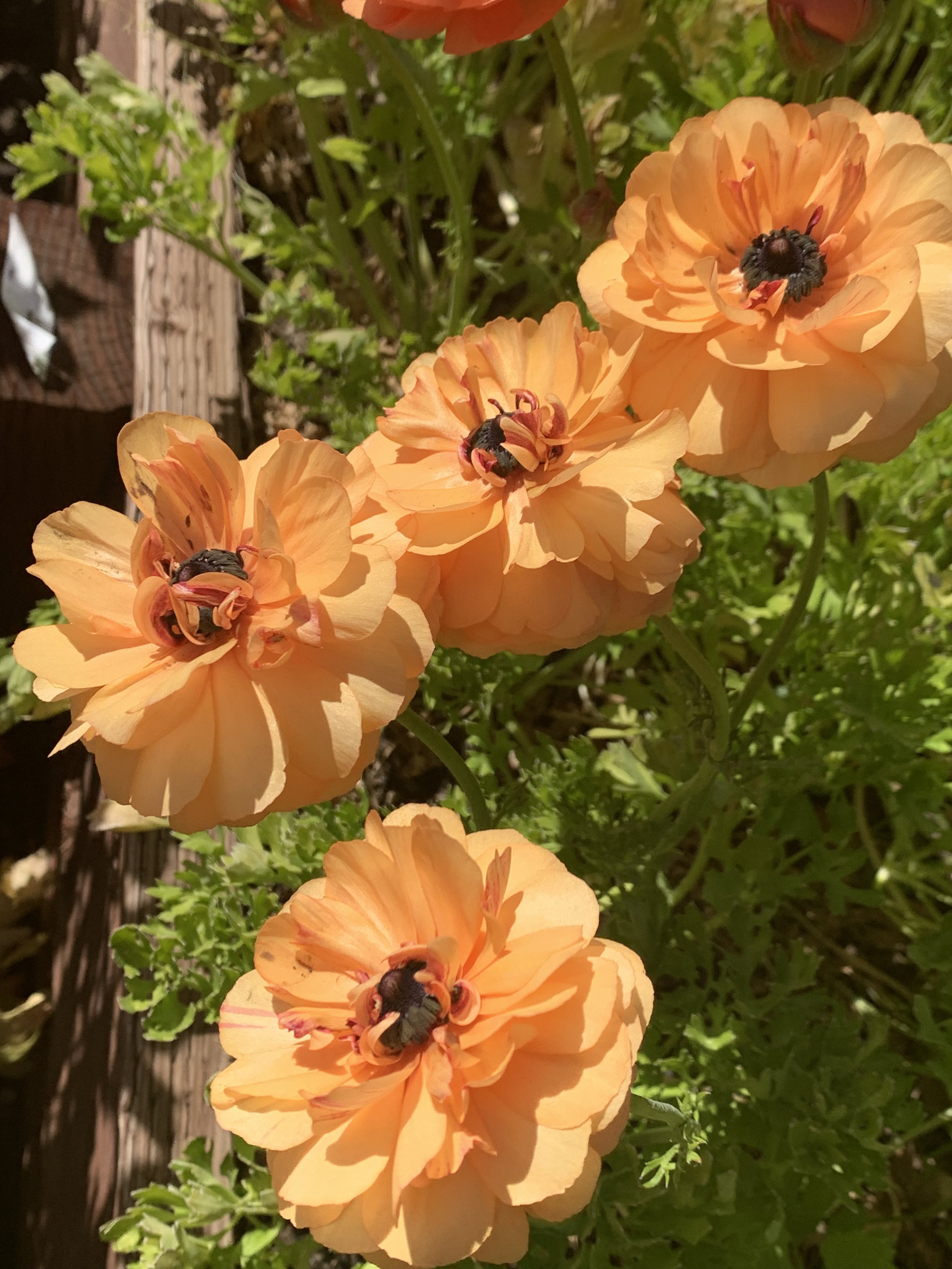 2E012A1C-793C-48F7-A6BC-554600D368CF.jpeg