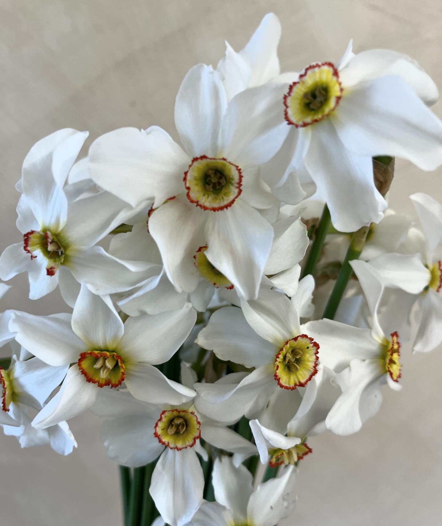 I love these narcissus recurvus var poeticus or pheasant&rsquo;s eye.  The very last to narcissus to bloom. Always worth the wait 

#gcfc #pucksgarden #bespokeflowerdesign