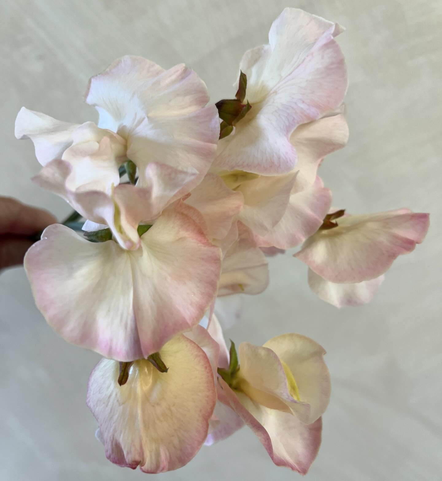 Finally the first sweet peas are starting to bloom. Keira Madeleine. An elegant pea to start the line up. More to come!