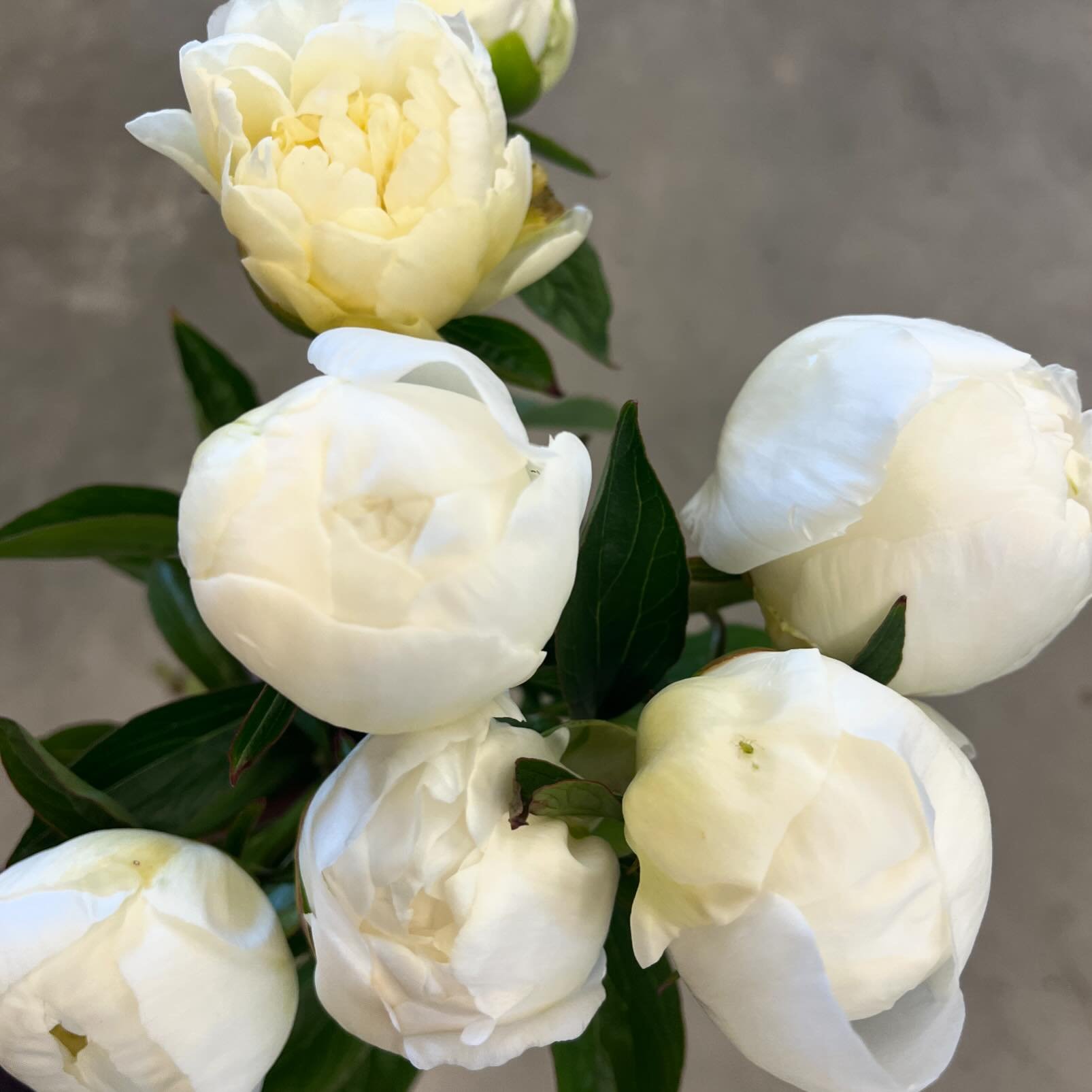 Duchess de Nemours is making a grand entrance!  Silken petals with a slight yellow glow at the center. Smells delicious!

#goldencoastflowercollective #weddingflowers #floralinspiration