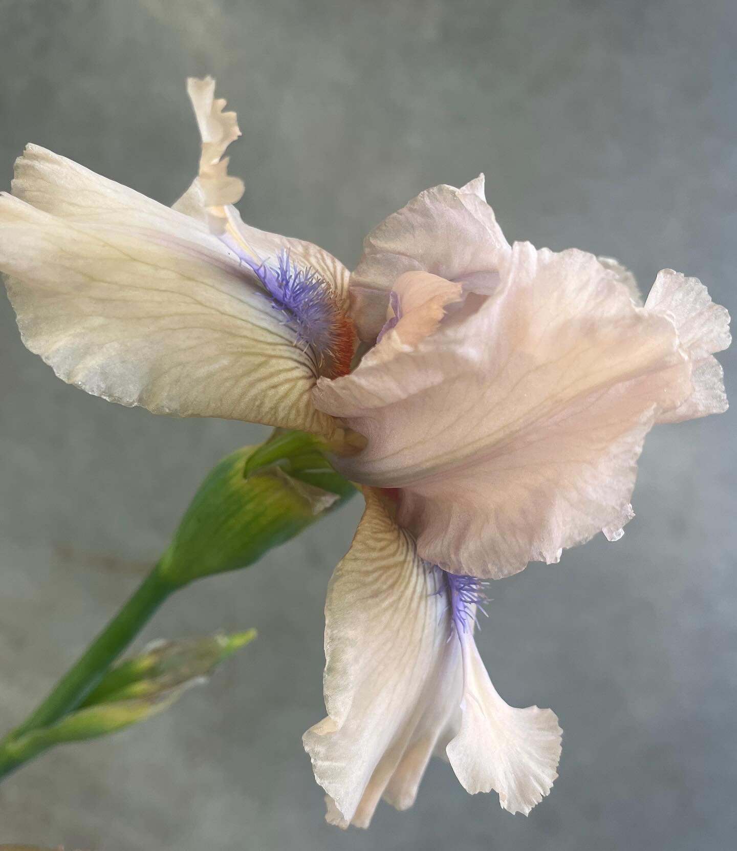 Puck&rsquo;s Garden loves trialing new and exciting flowers!  We are all in for irises. Even though the individual flowers don&rsquo;t live long they are hard to beat on the big and sexy front. Concertina does not 
disappoint!

#localflowers #GCFC #w