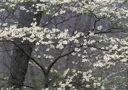 dogwood.jpg