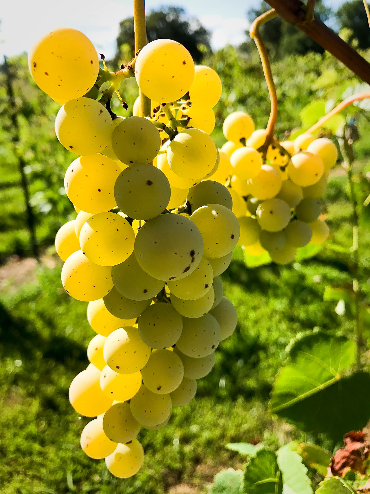 White Grape Cluster.jpg