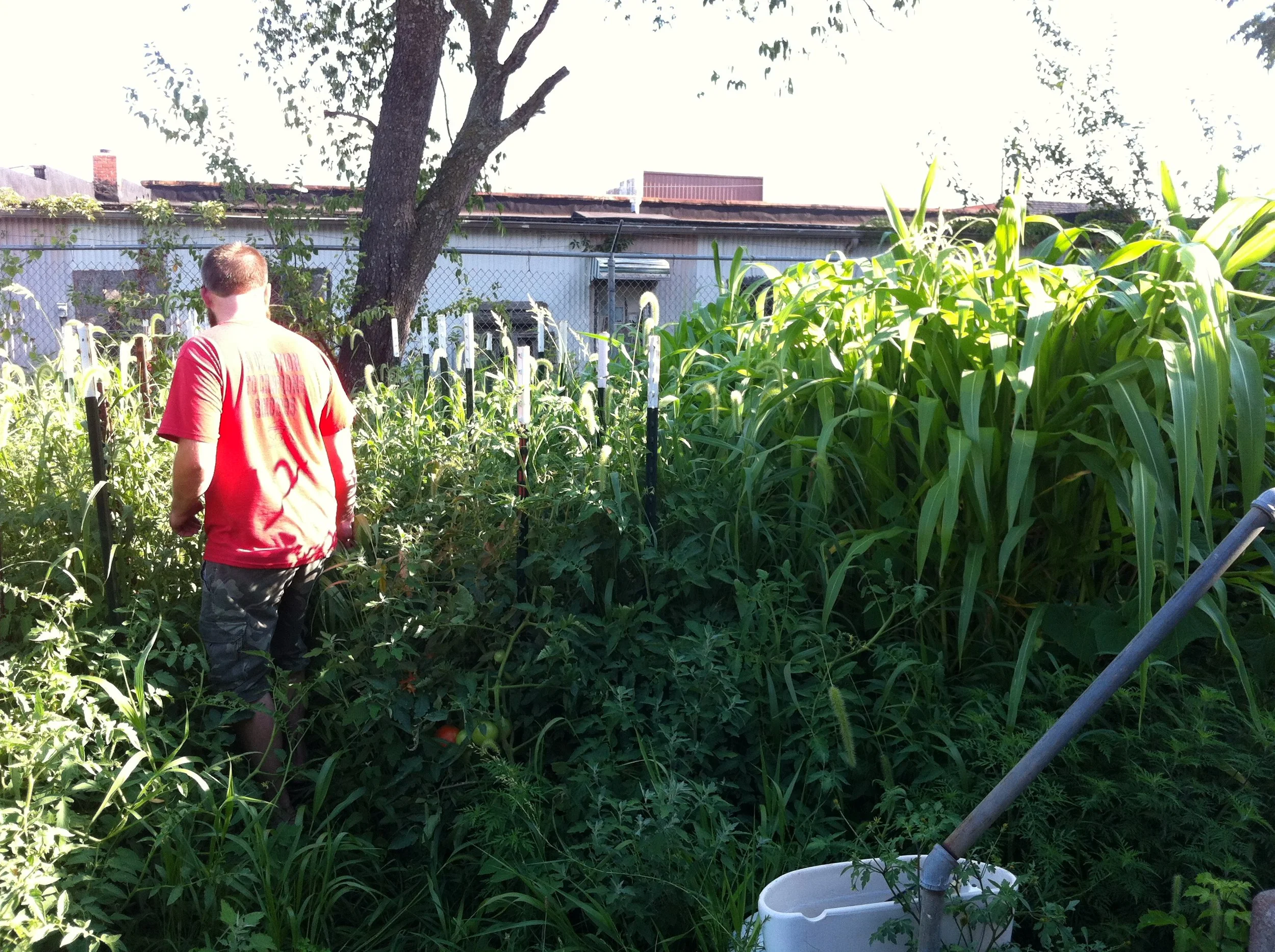 asher garden 2012 after.jpg