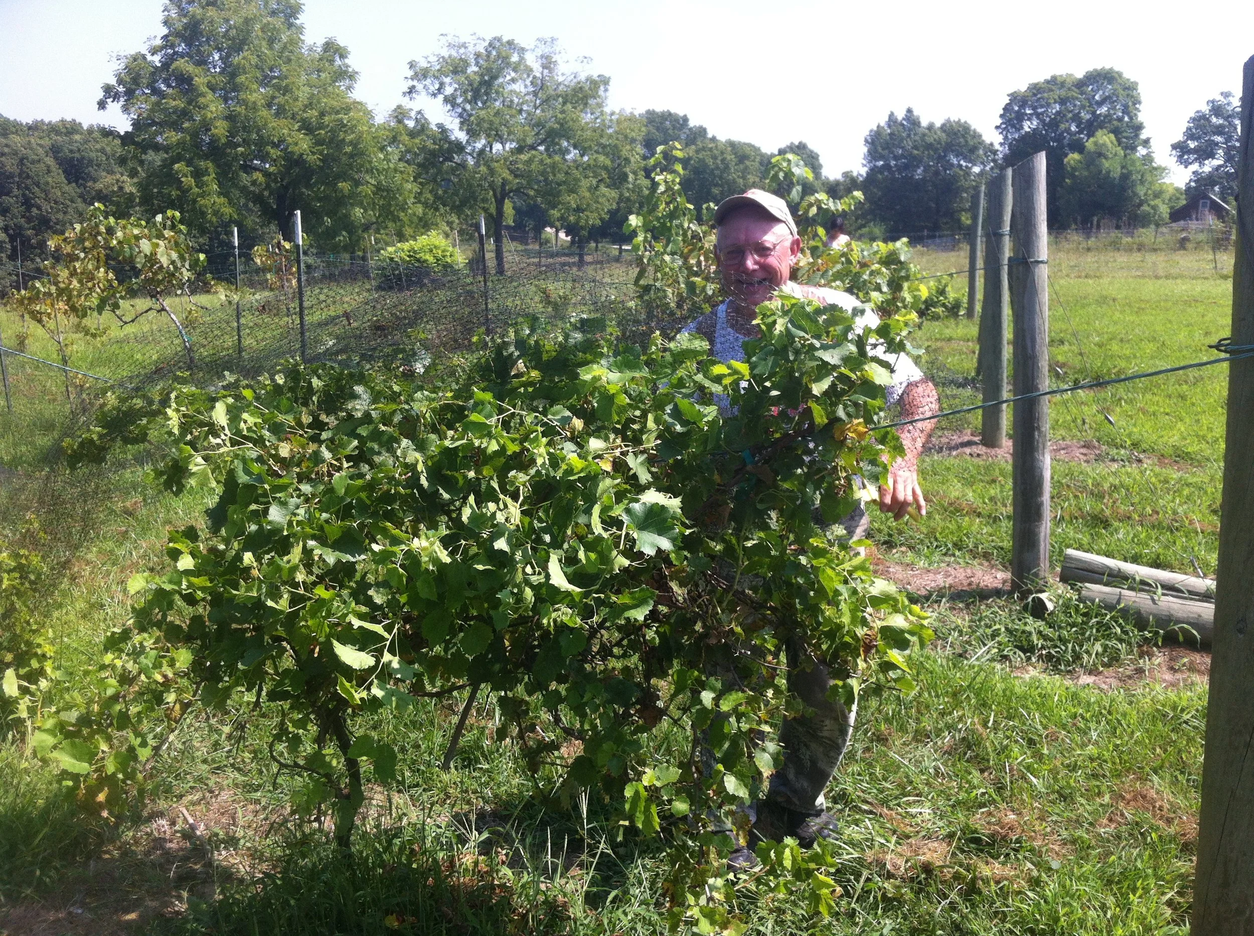 lake of the ozarks missouri wine pioneer.JPG