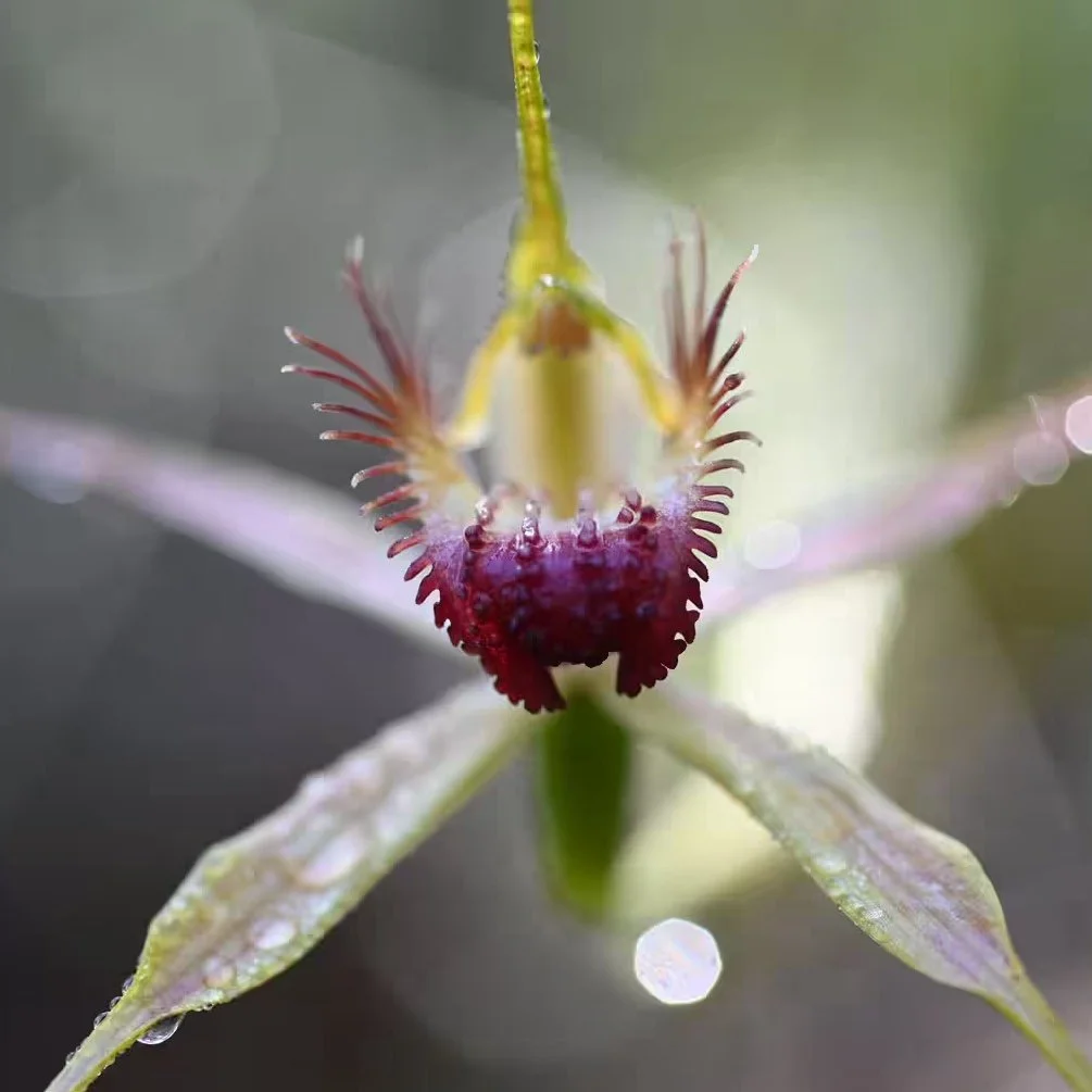 noongar_wellbeing_web_image_1800x1013_1.jpeg