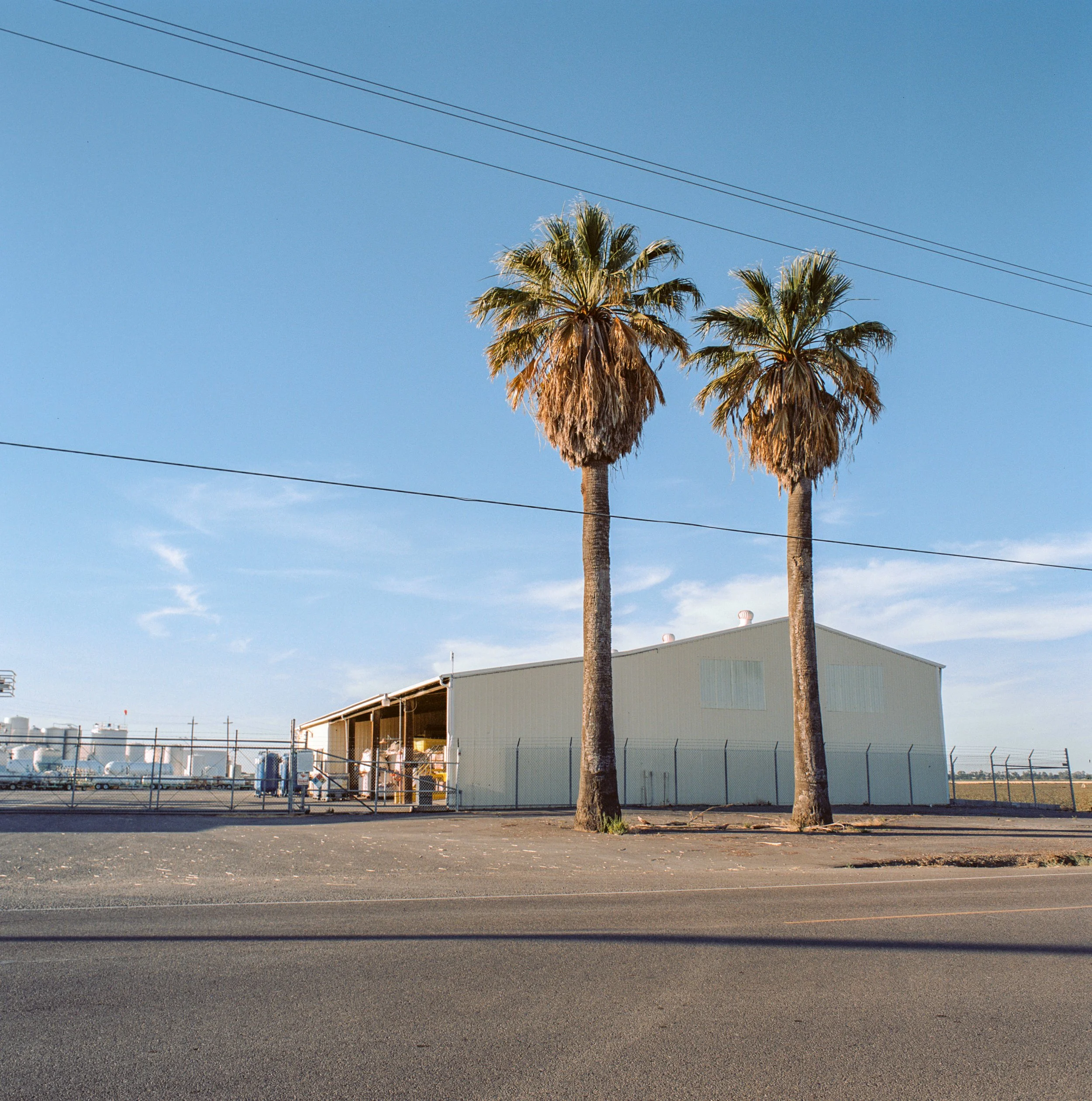 palm.jpg