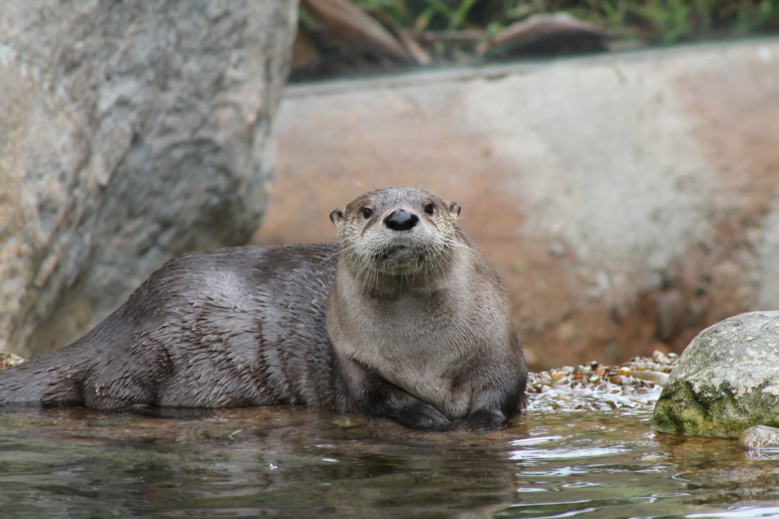 Where To See Wild Otters in Scotland