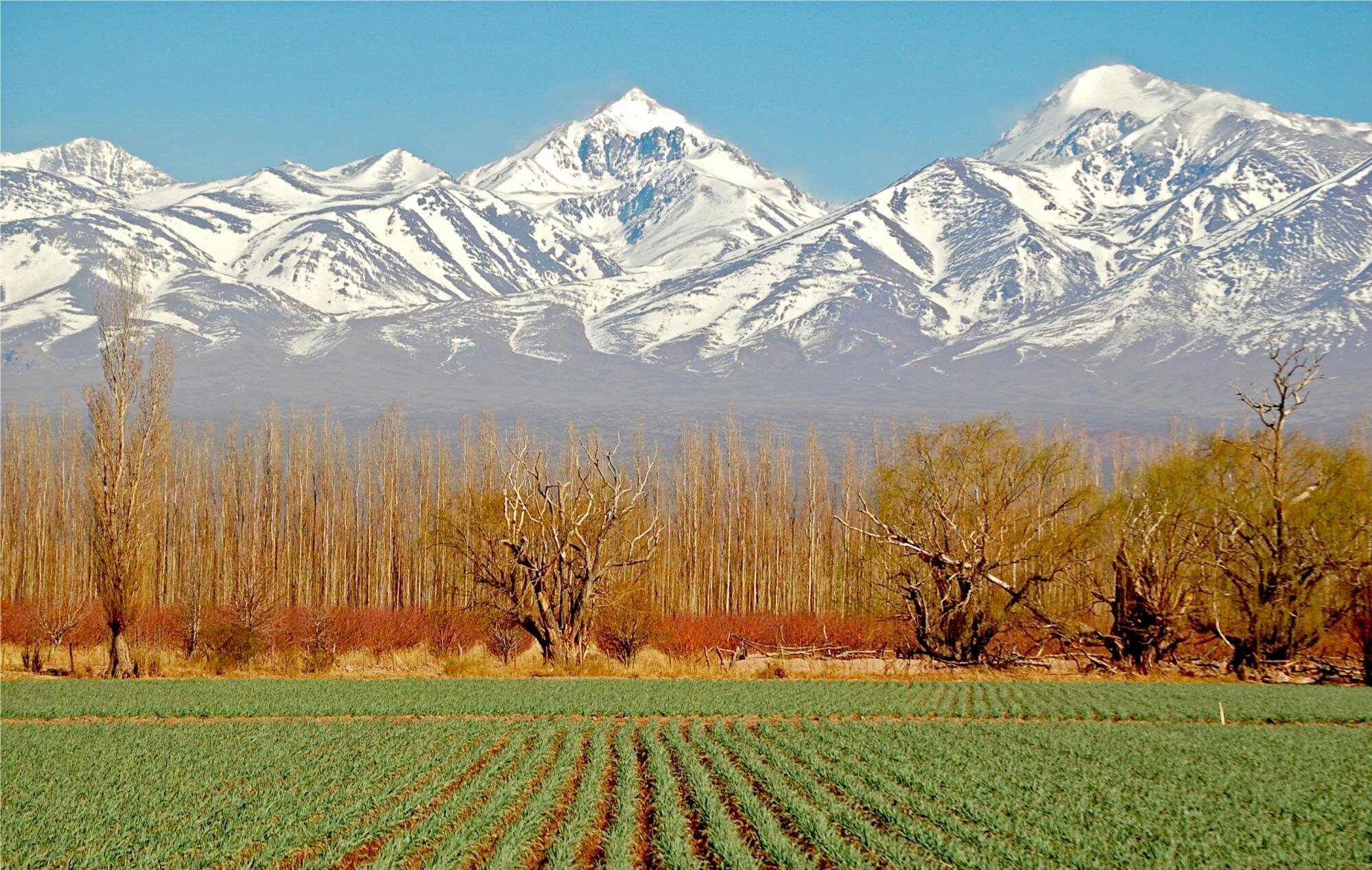 Argentina-Mendoza-Vineyard-with-Mountain-View.jpg