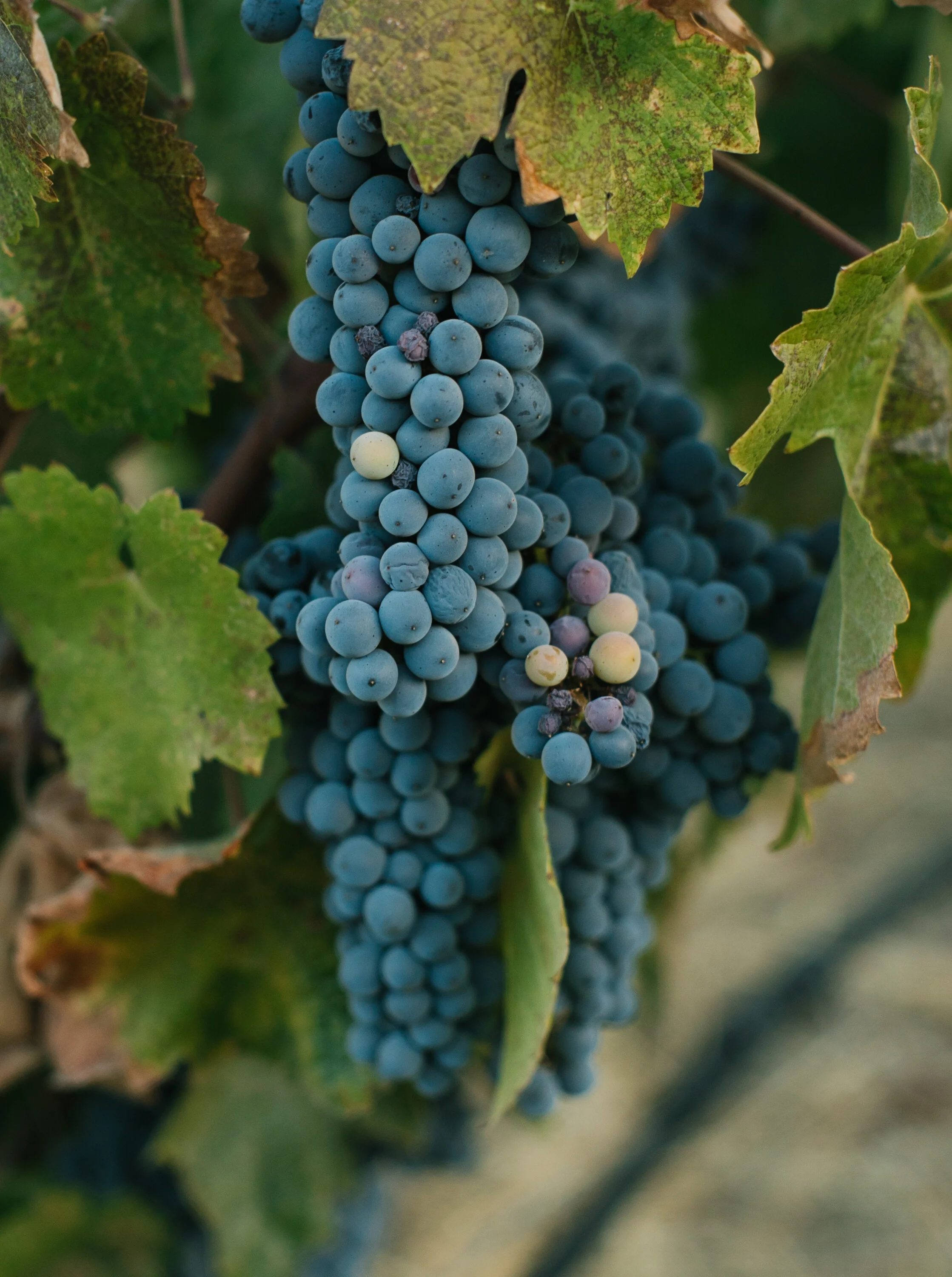 A Beginner's Guide to Croatian Wine