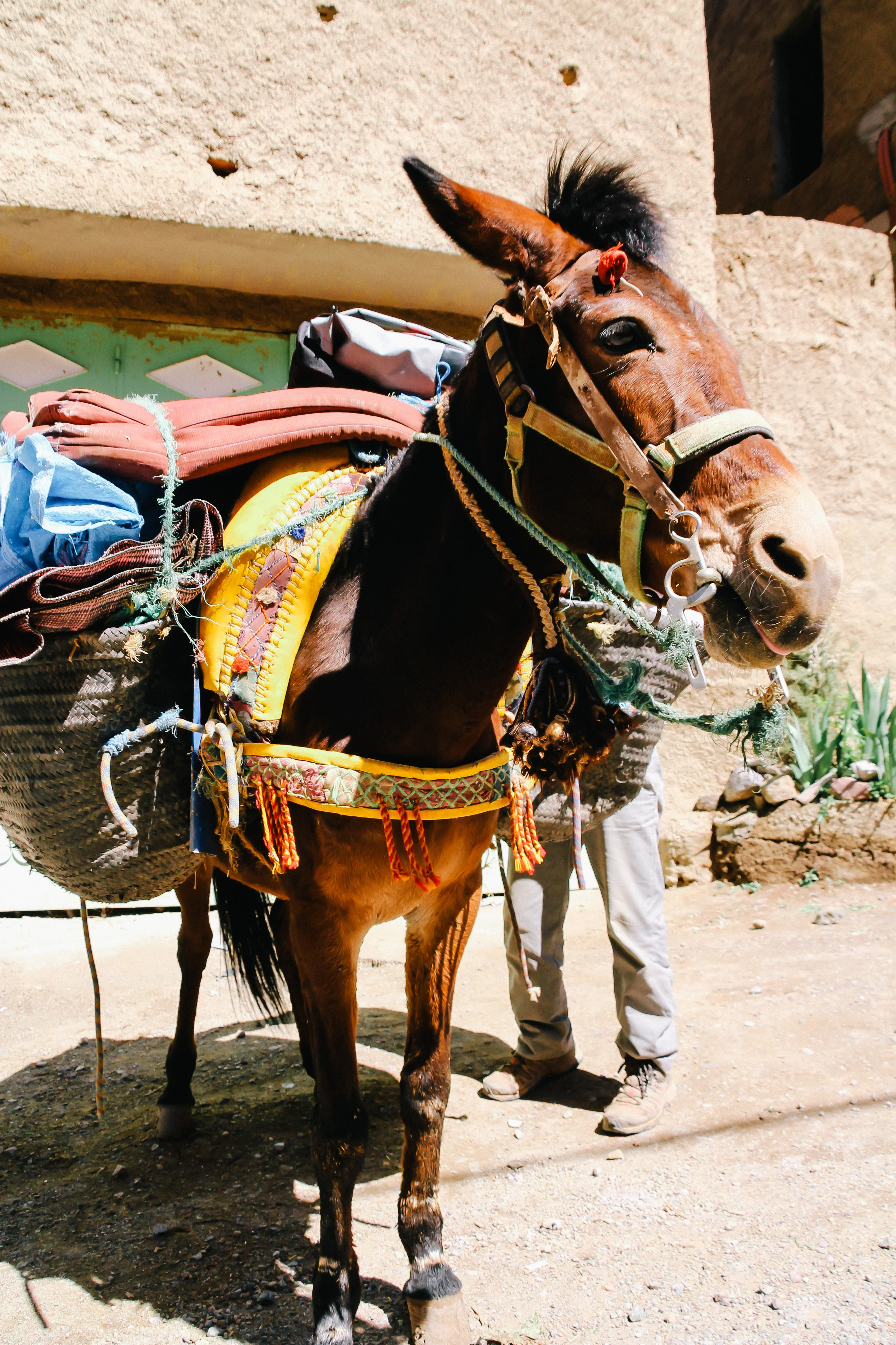 IMG_8020.jpg