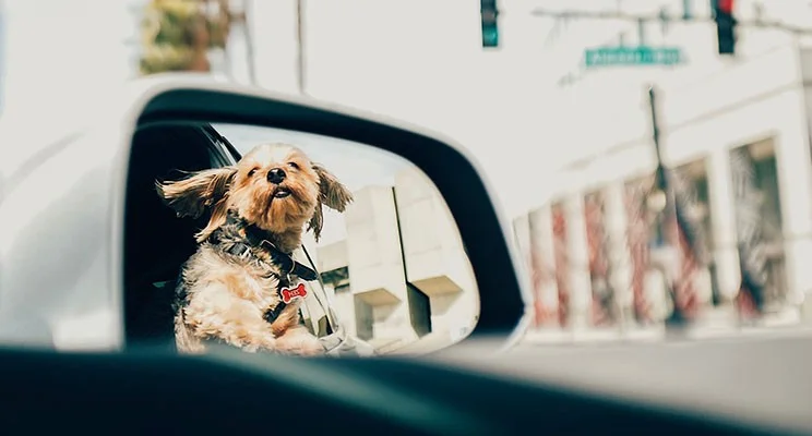 Mirror, mirror on the wall - who's the biggest poser of them all
