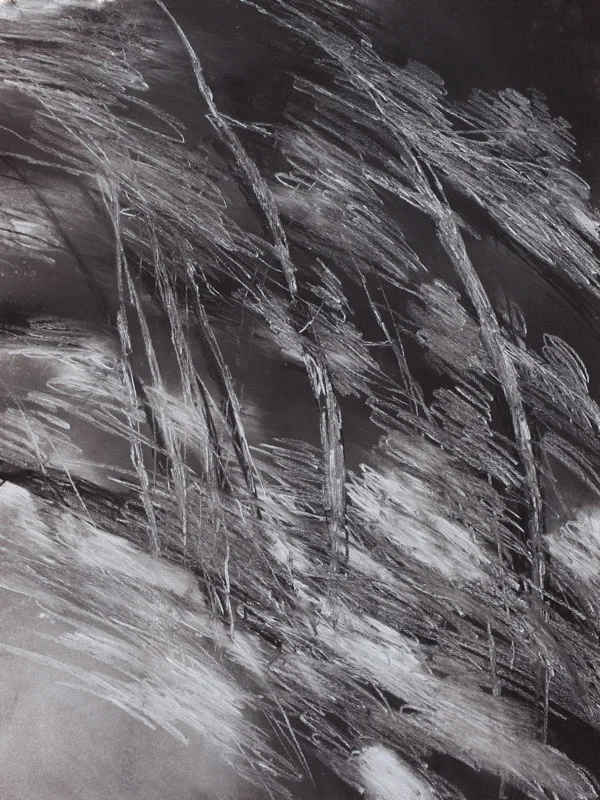 Grey Trees, 1986 - pastel on paper 62 x 46 cm.
