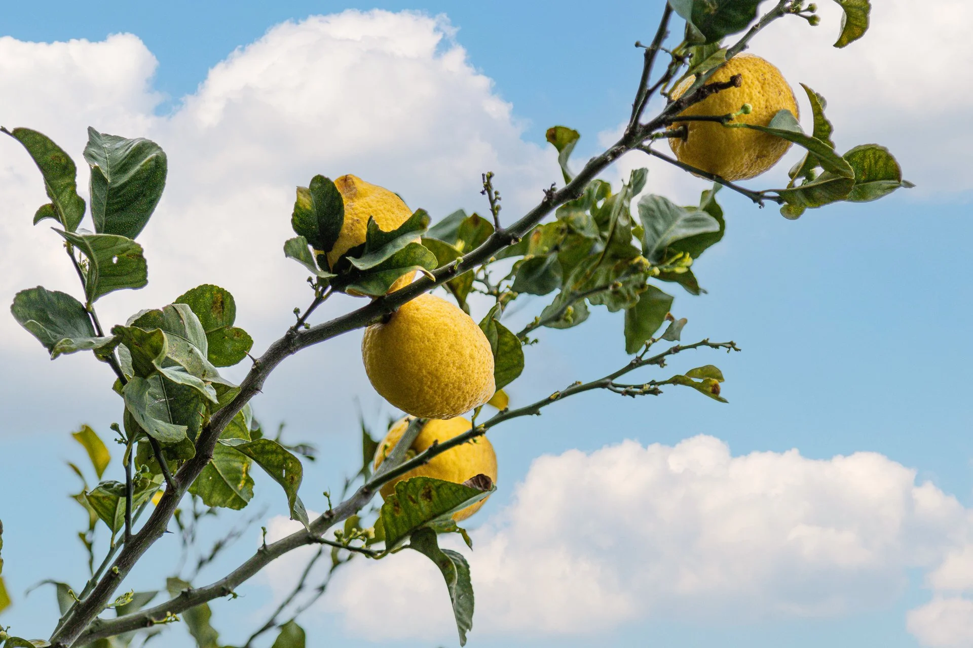 lemons-2.jpg