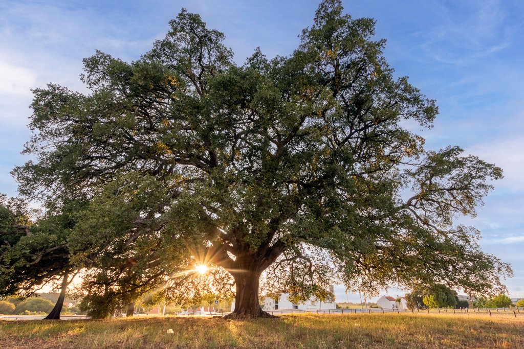 Whistling Tree-1.jpg