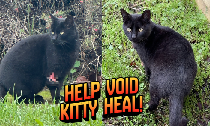 Help Void Kitty Heal
