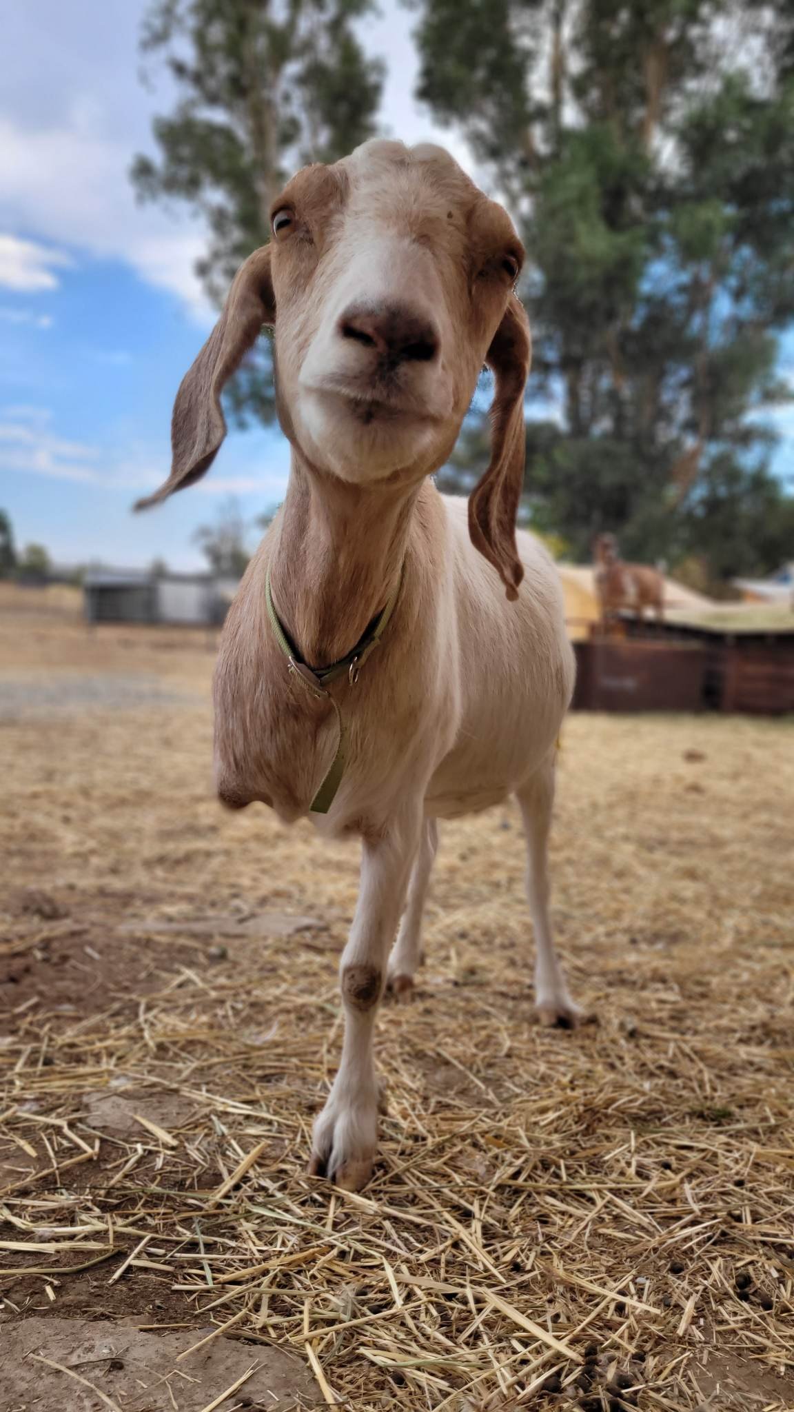 Barbara