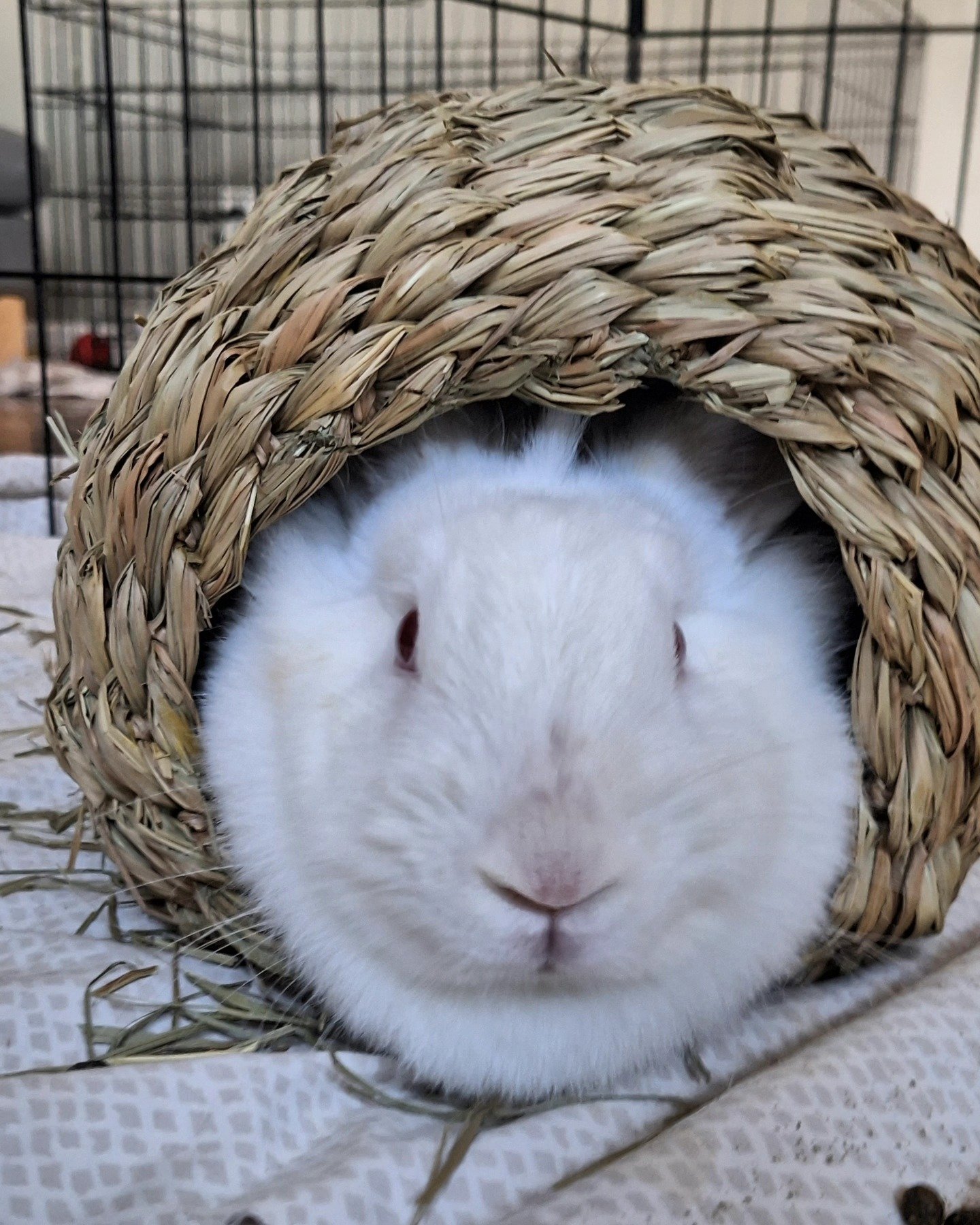 Jasmine