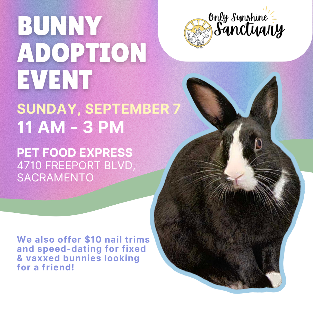 Rabbit Adoption Event