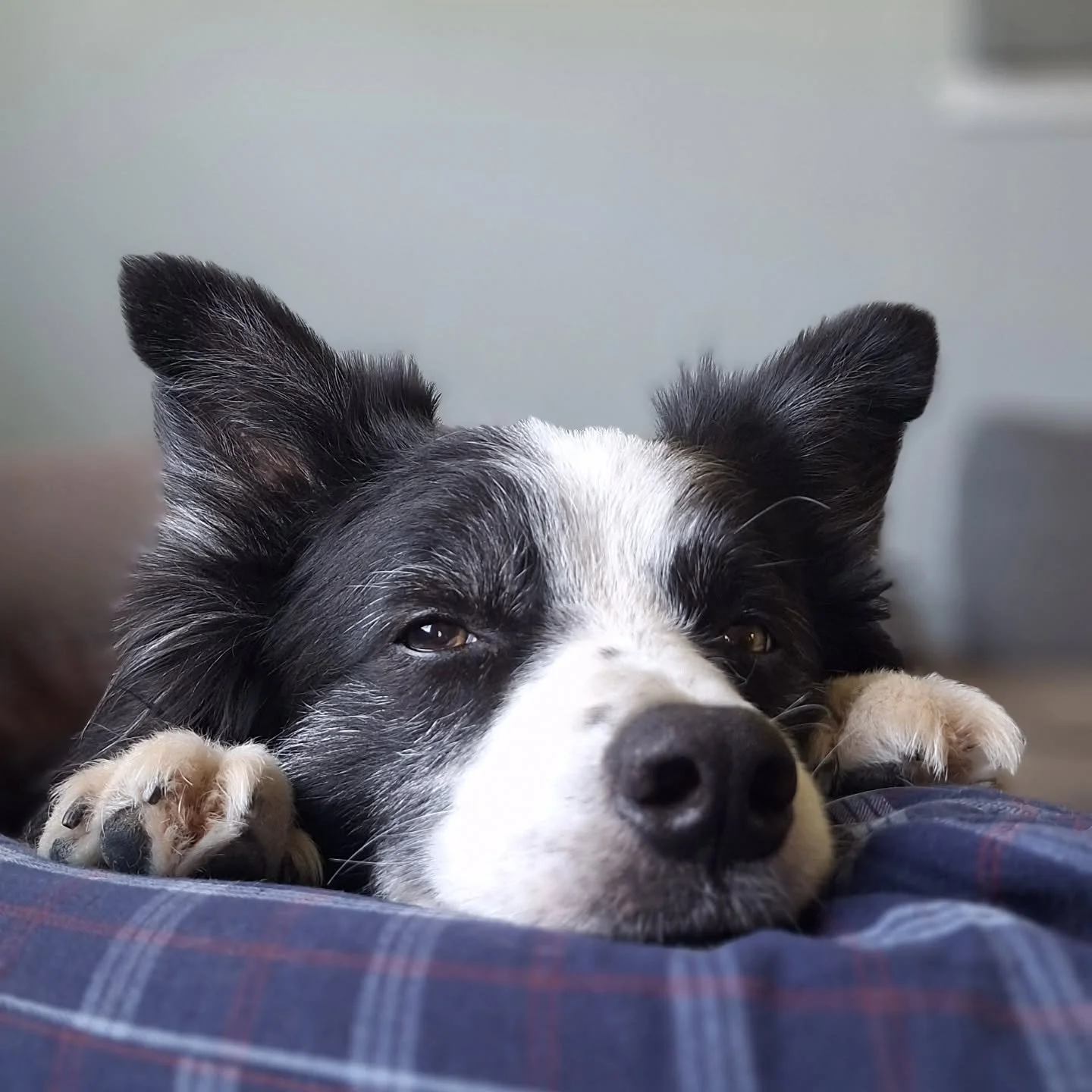 Trooper gave us quite a scare this week.
If you’ve ever visited the sanctuary, you’ve likely been greeted by Trooper or, more accurately, enthusiastically harassed for pets or to through his ball.
When our InAlliance volunteers arrived t