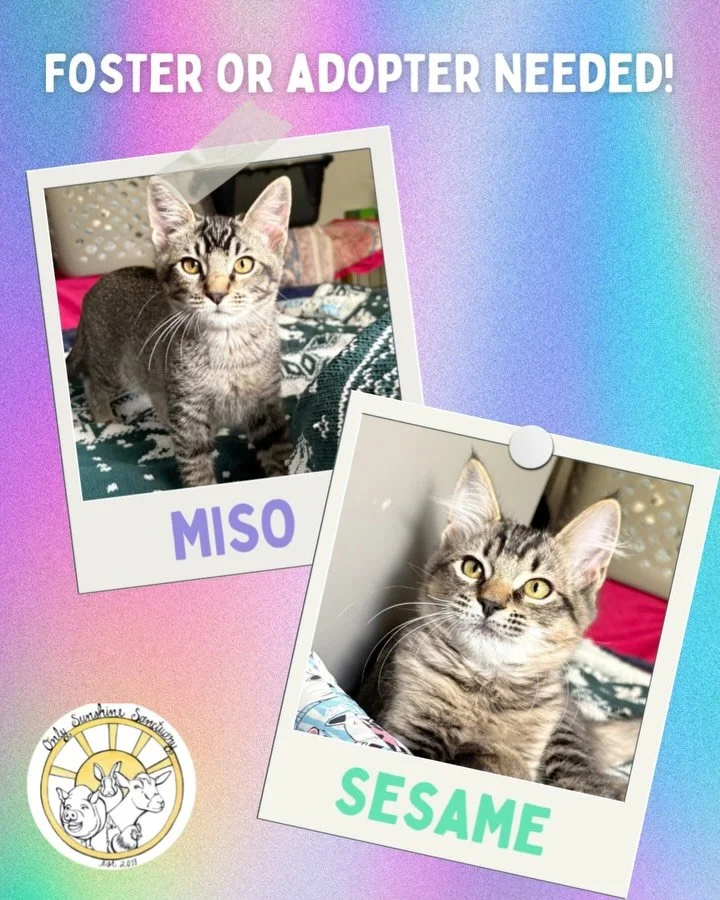 ๐พ Foster or adopter needed! ๐พ
Meet Miso and Sesame, two adorable brothers rescued from a parking lot in Midtown Sacramento. They’ve come so far and are now confident, playful, people-loving kittens who melt hearts wherever they go. ๐
โจ DOB