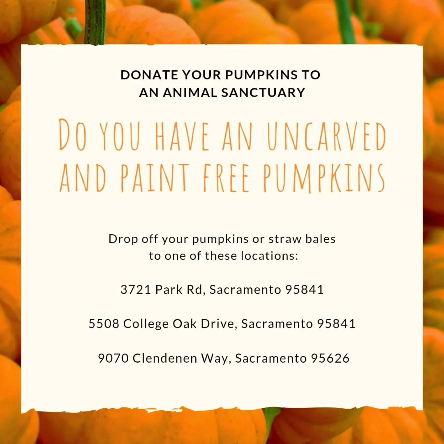 ๐ Donate Your Pumpkins to Help Animals! ๐
Do you have uncarved, paint-free pumpkins left over after Halloween? Local sanctuaries can use them as healthy treats and enrichment for rescued animals!
You can drop off your pumpkins or straw bales at a