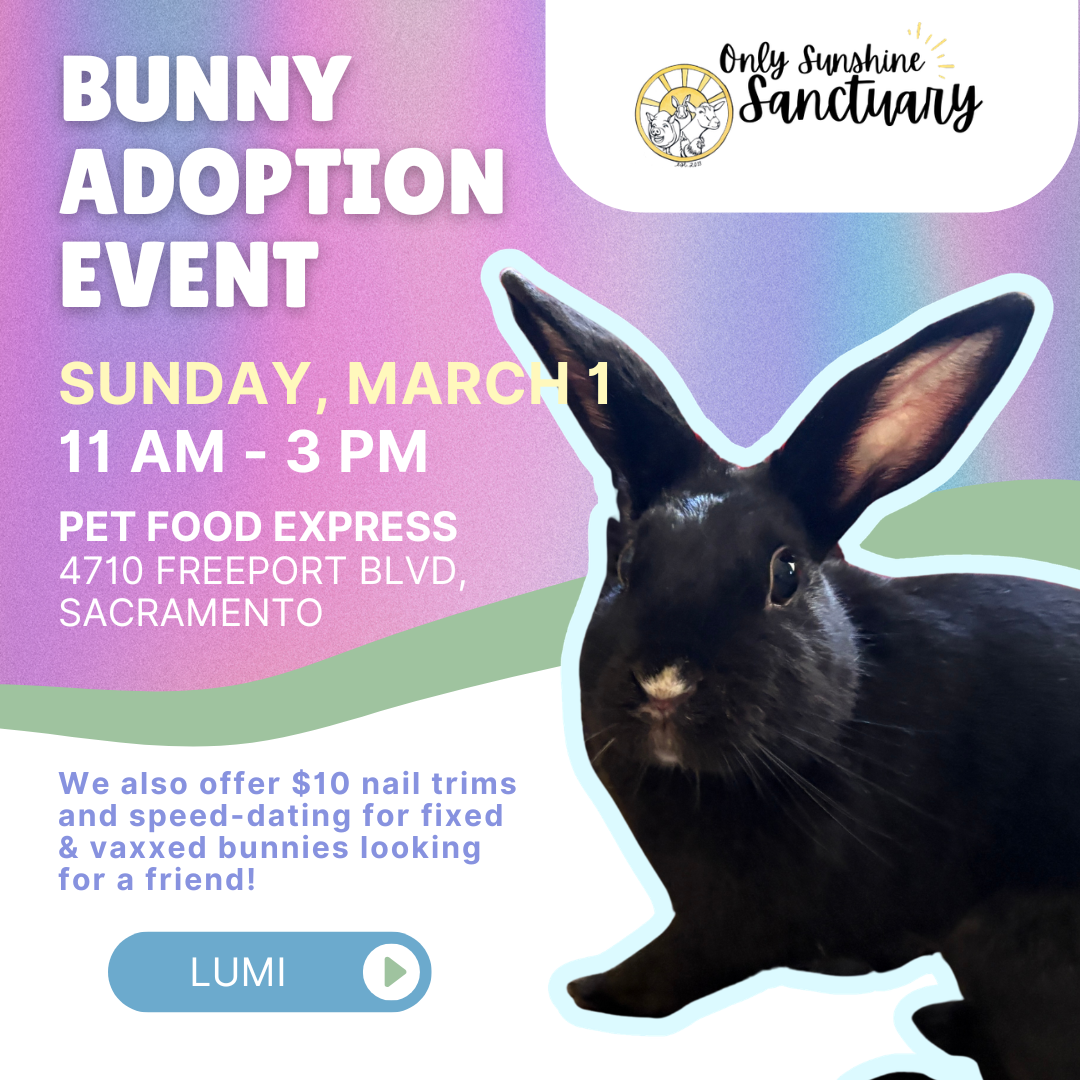 Rabbit Adoption Event