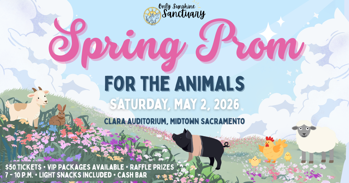 Spring Prom for the Animals Only Sunshine Sanctuary