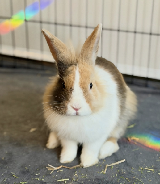 Life Lessons from the Residents of Only Sunshine Sanctuary