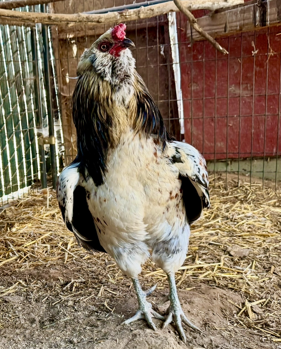 Meet Charlie &amp; Help More Roosters Like Him!