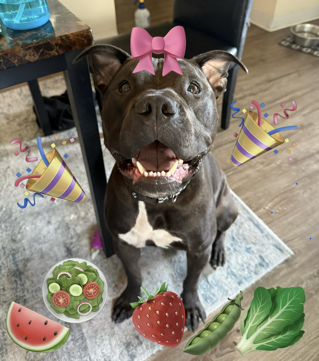 Plant-Based Pets: What the Science Says