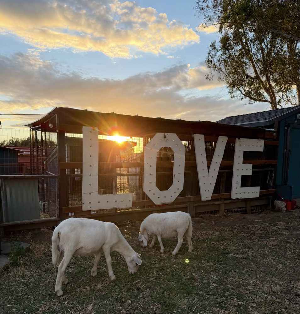 The Story of Only Sunshine Sanctuary 💗