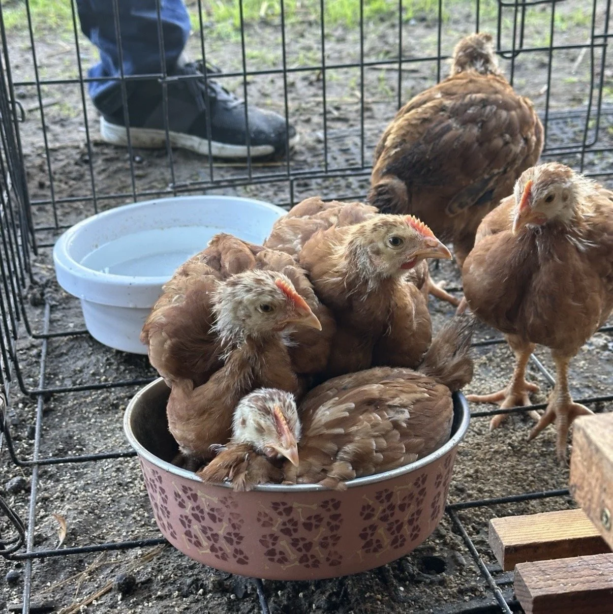 To us, they're Pink, Orange, Yellow, Green, and Blue. To the egg industry, they would have been considered disposable.