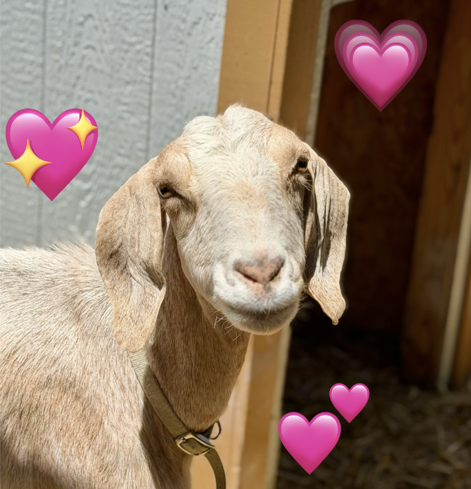 Happy Rescue-versary, Barbara! 🎉