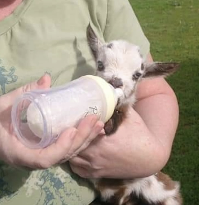 Why Were These Baby Goats Advertised on Craigslist Before They Were Even Born?