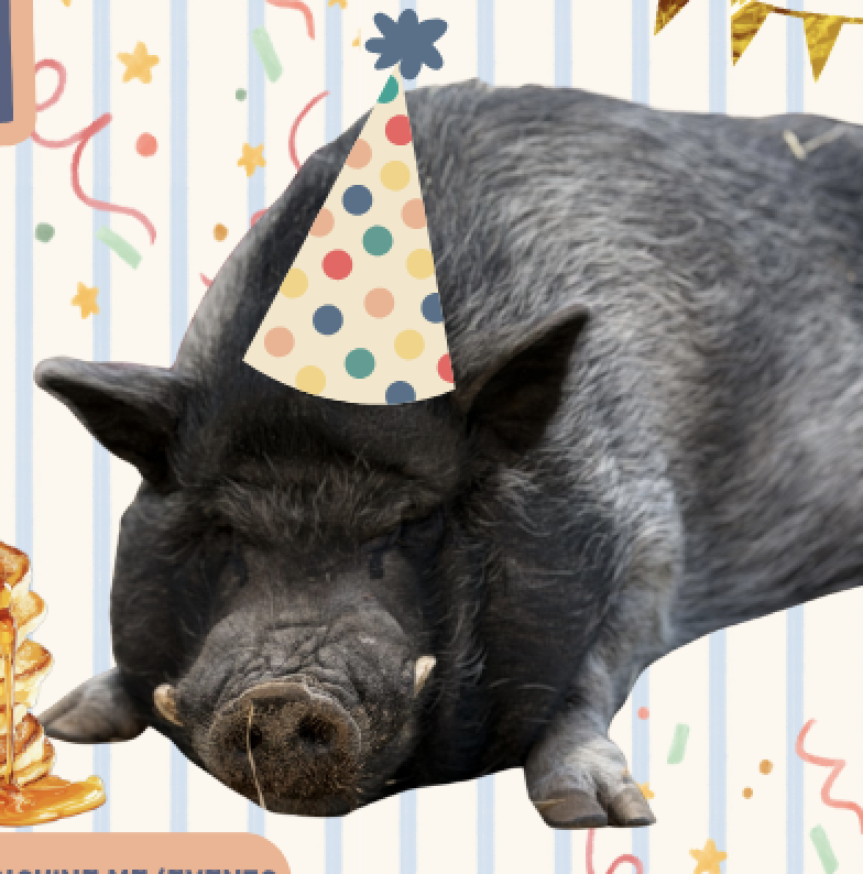 Happy Birthday to the Rescued Pig Who Started It All! 🎉💗