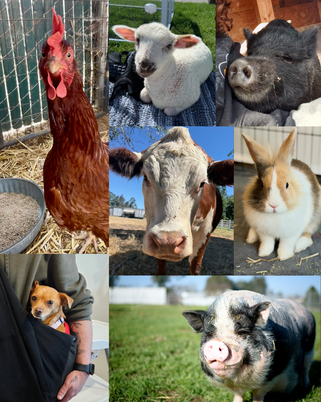 How Everyone Can Help Animals