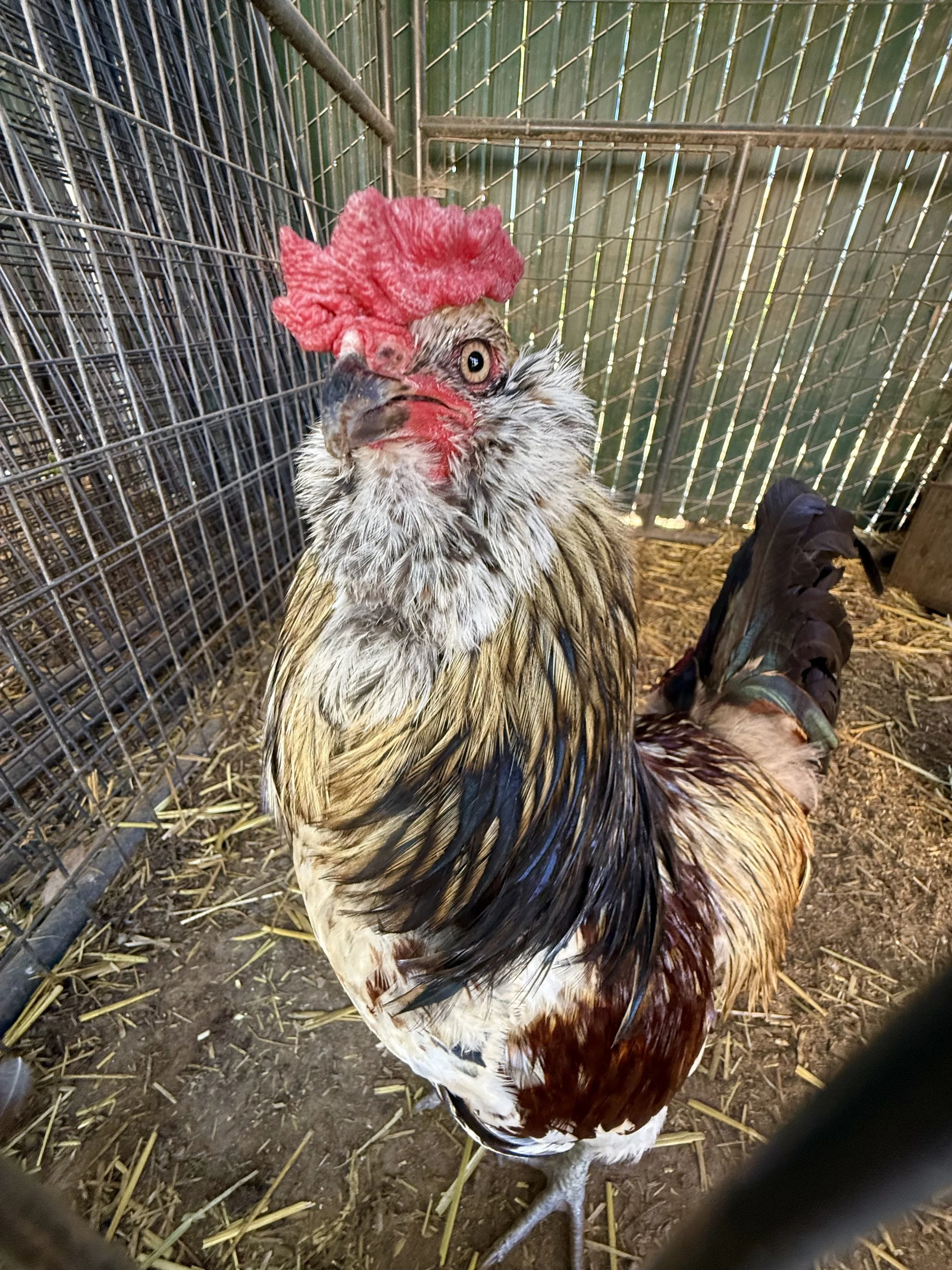 Charlie the rooster looks inquisitively at the camera. He is a funny boy!