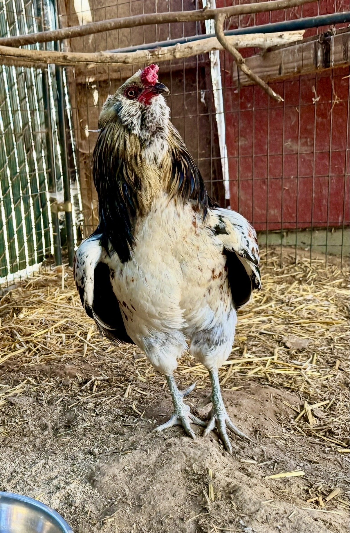 Charlie the rooster stands proudly on a little dirt mound, head tilted toward the camera.