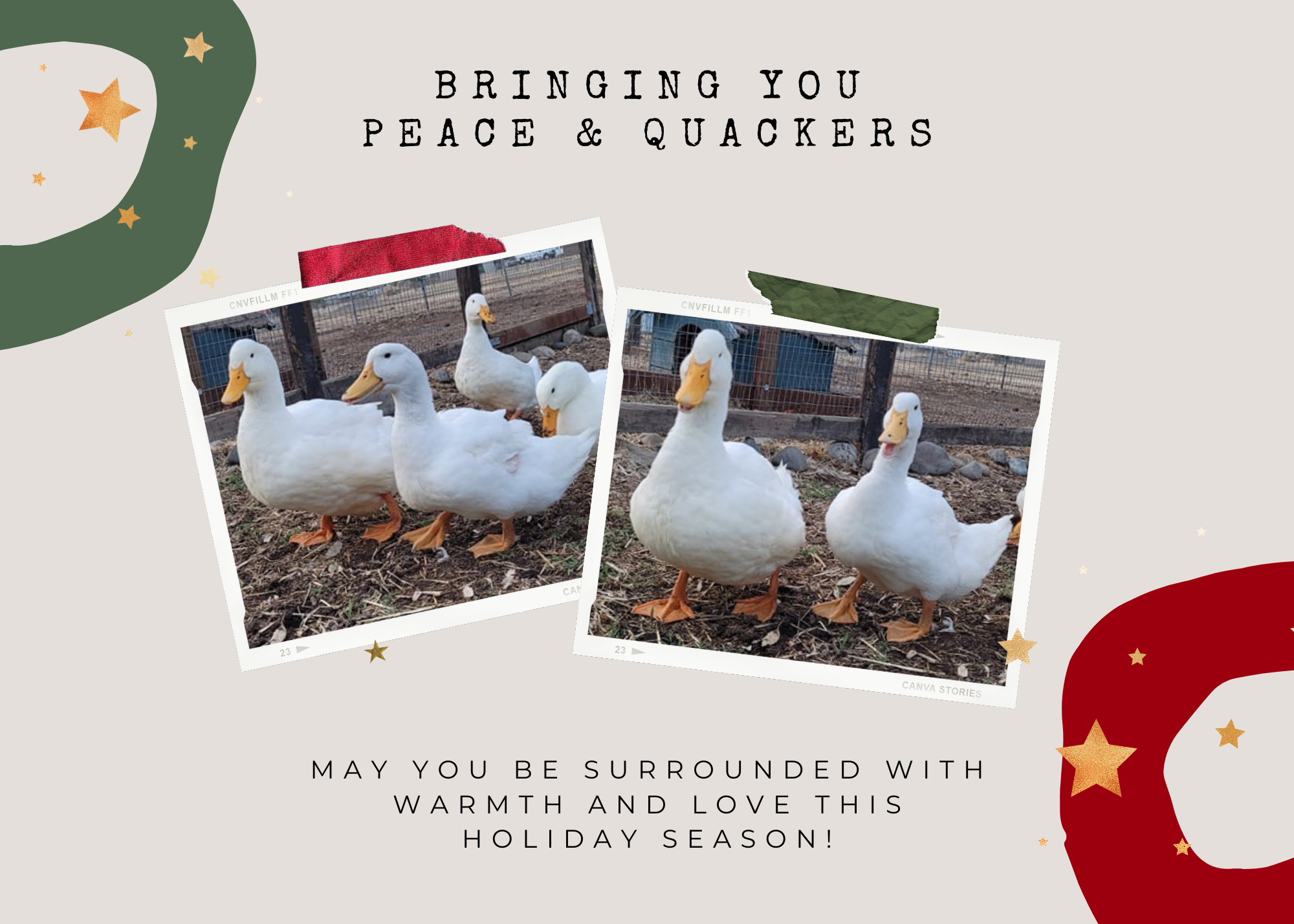 Copy of Holiday Cards (4).png